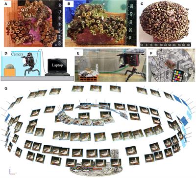 Potentialities of the combined use of underwater fluorescence imagery and photogrammetry for the detection of fine-scale changes in marine bioconstructors